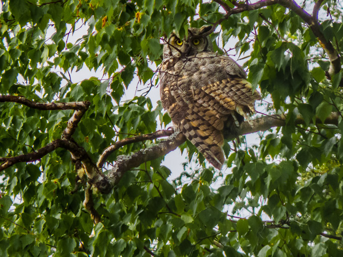 22-LarryClark-B-Great_Horned_Owl
