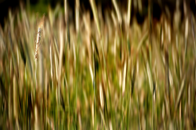 48-rickplummer_B_ Stillness-in-The-Wind