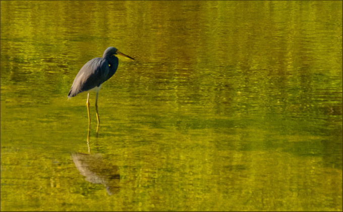 50-lilakirkwood-A-GBH-early-morning-light