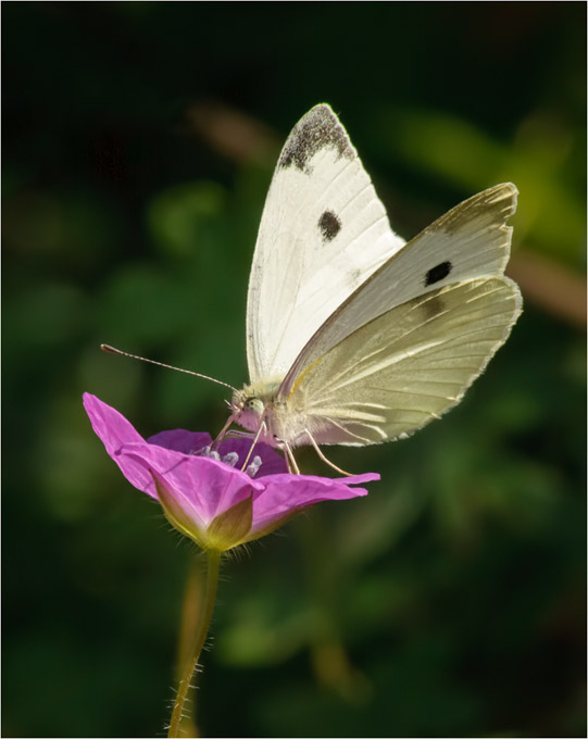 66-Cempa-A-Cabbage_White