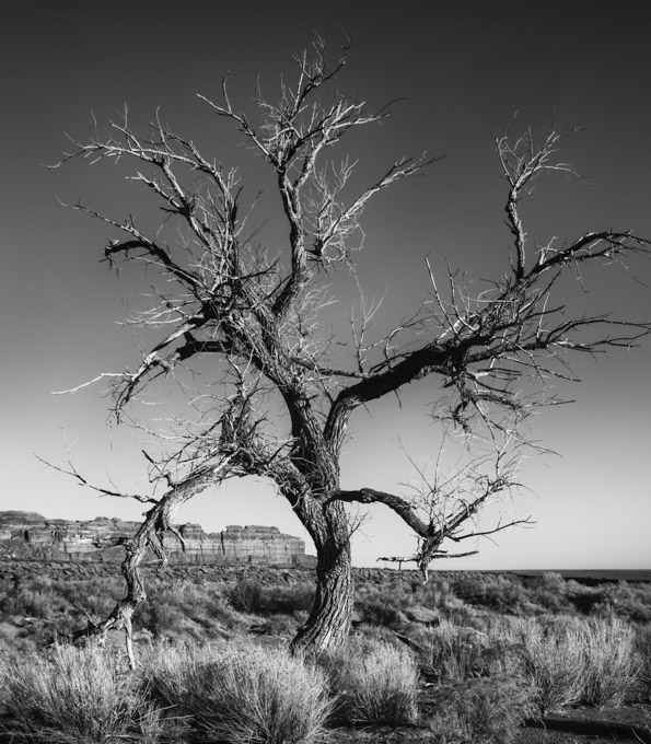 01-LindaCullivan_A_Tree-Dance