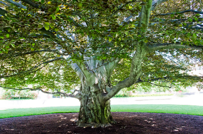 03-AlanLukas-B-Under-A-Tree