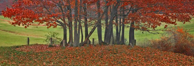 05-rick-plummer-B-Graveyard-canopy