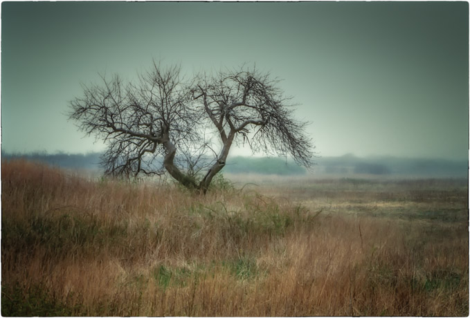07-EricPiskura-B-Gnarled-Sentinel