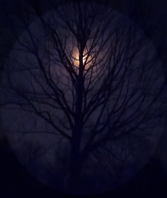 11-C-LarryClark-B-Ash_Tree_and_Moon