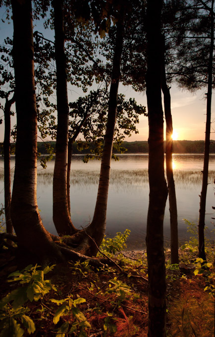 13-john-bald-A-Kennebec-River-Trees