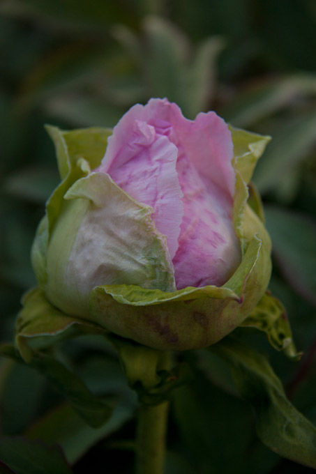 15-BennyTripp-B-C-Peony_Tree-1