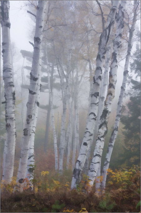 19-Sandra_Wescott_A_Birch-In-Fog-no2