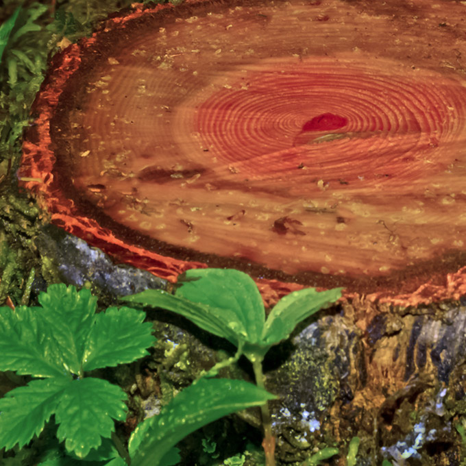 21-C-lilakirkwood-A-tree-stump