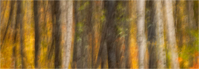 23-C-Zoe-Theberge-A-Trees-a-Fire