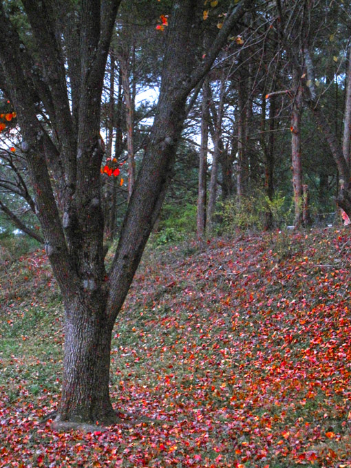 25-KathleenWiklund-B-Autumn-Colors