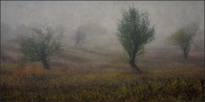 27-c-Sandra_Wescott_A_Apple-Trees
