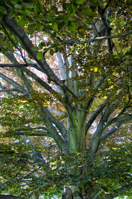 28-AlanLukas-B-Light-Thru-Tree