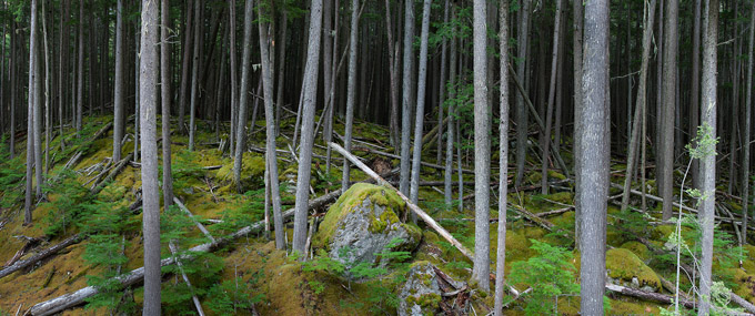 29-C-Peterflanagan-B-Into-the-Woods