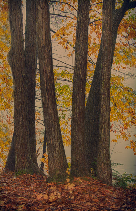 36-pam-davis-A-Spilt-Bark-Hickory-Trees
