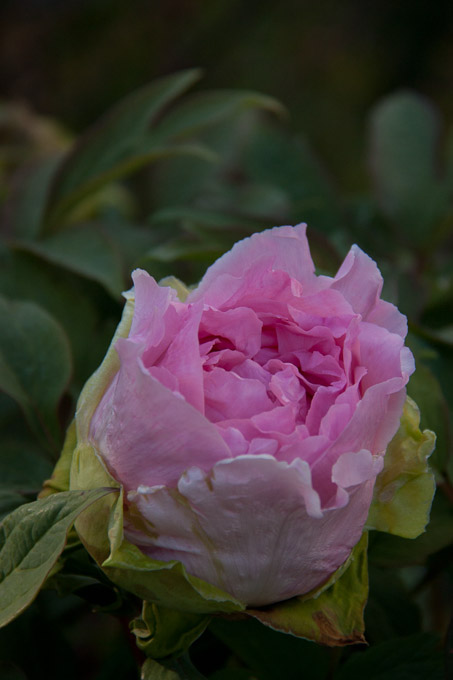 37-BennyTripp-B-Peony_Tree-2