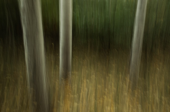 38-mike-cullivan-A-Acadia-Birches