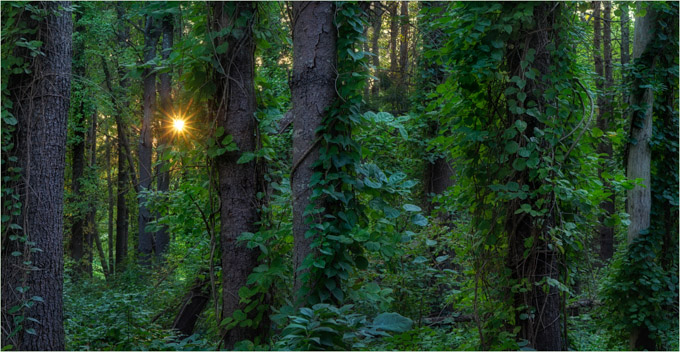 43-C-DarylannLeonard-A-Enchanted-Forest