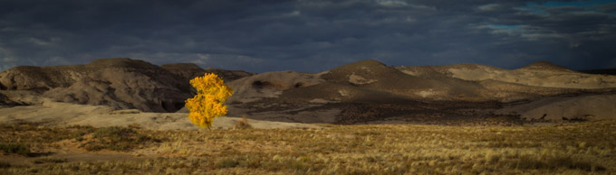 44-mike-cullivan-A-High-Desert-Cottonwood