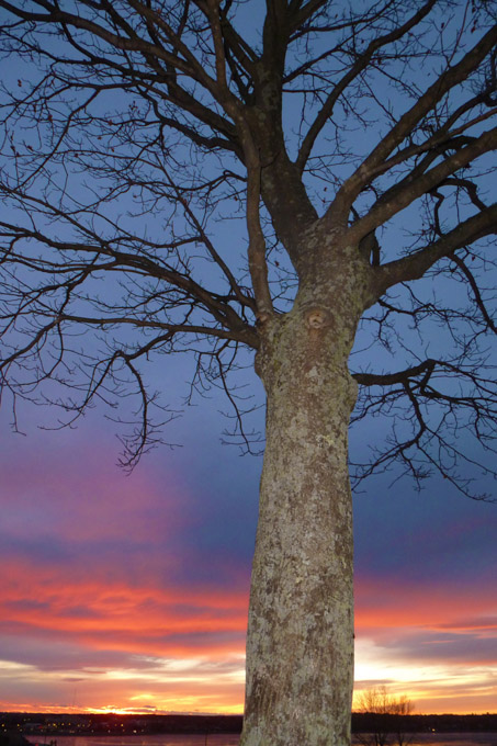 46-C-MeritaMcKenzie-A-Sunset-Tree