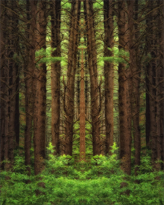 50-MStevens-A-Cathedral-of-the-Pines