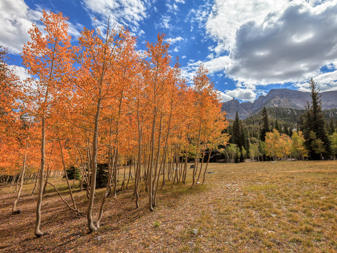57-Mike-leonard-A-Western-Trees1