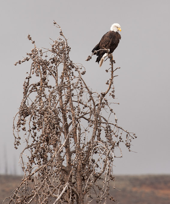 58-Peterflanagan-B-Eagle-Tree