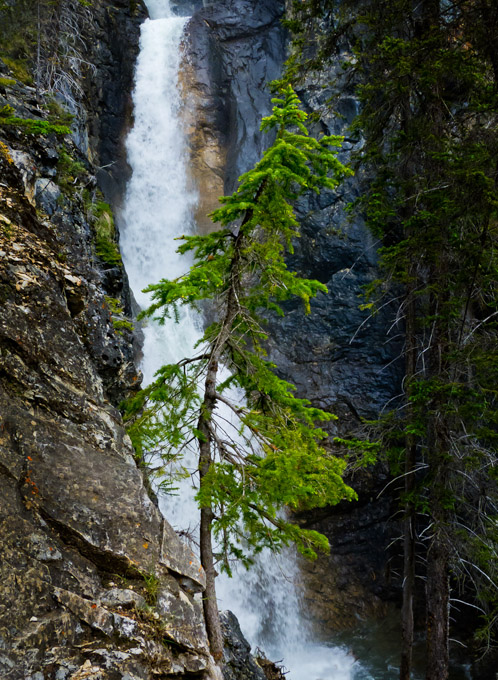 64-lilakirkwood-A-fall-and-tree