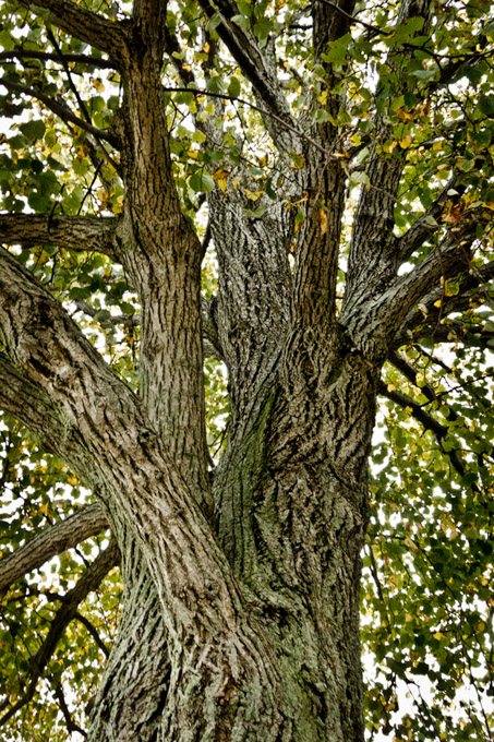 67-Hickey_B_TwistedTree