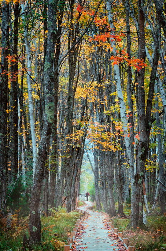 carolliscovitz-b-along-the-winding-path