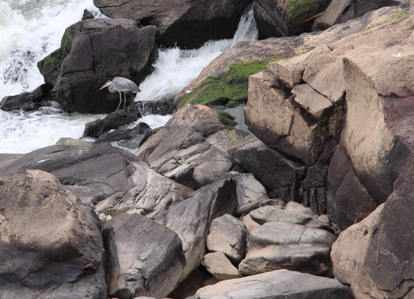 kathleenwiklund-b-blue-heron