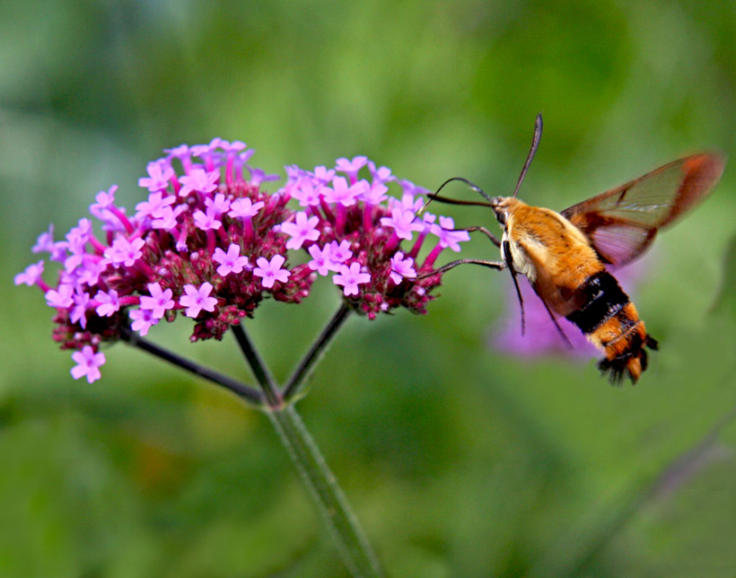 meritamckenzie-a-hovering-hummingbird-moth