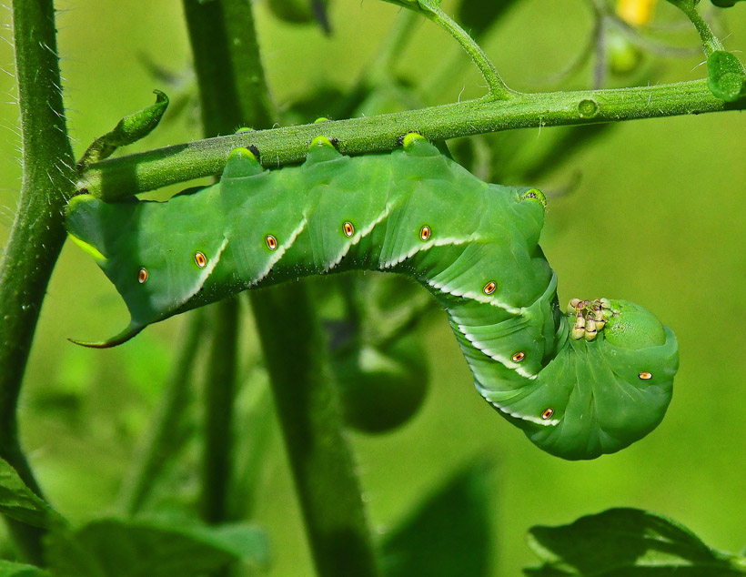 ronauthier-a-a-tomato-plants-demise