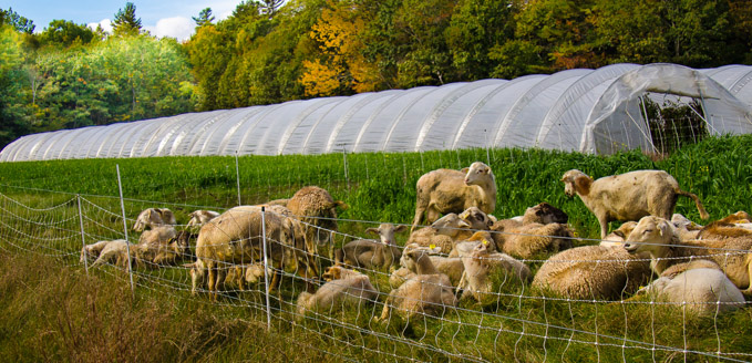 07-johnmeehan-b-Sheep-and-Greenhouse
