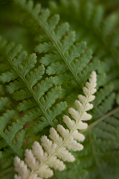 12-Zoe-Theberge-A-Lensbaby-Fern