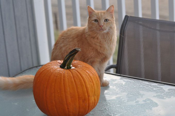 26-Vinny-Nigl-B-Marios-Pumpkin