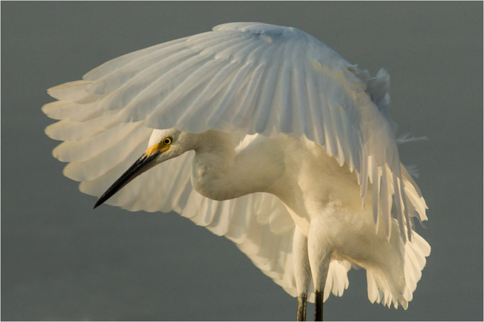 29-RobSmith-A-Full-Flaps-Snowy-Egret