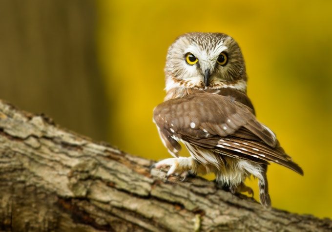 30-mike-cullivan-A-The-Owl