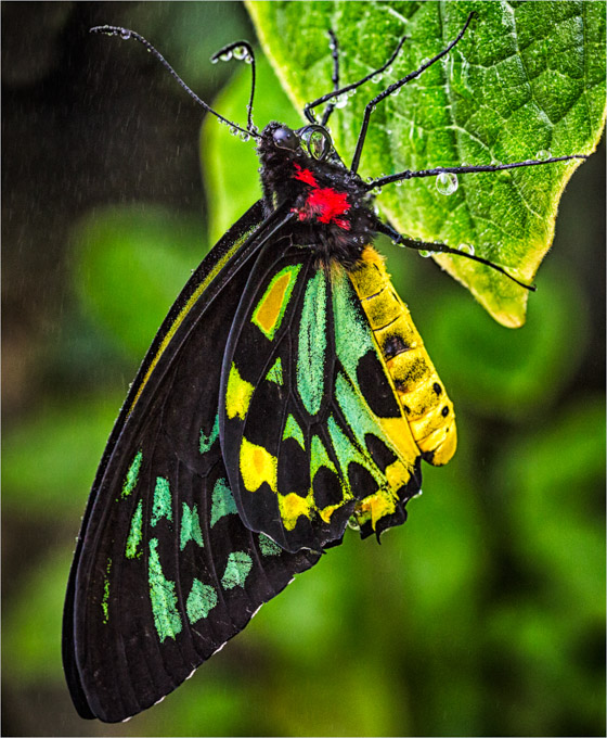 38-LindaCullivan_A_Caught-in-the-Rain-