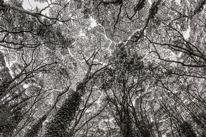 43-Mike-Leonard-A-Tree-Canopy