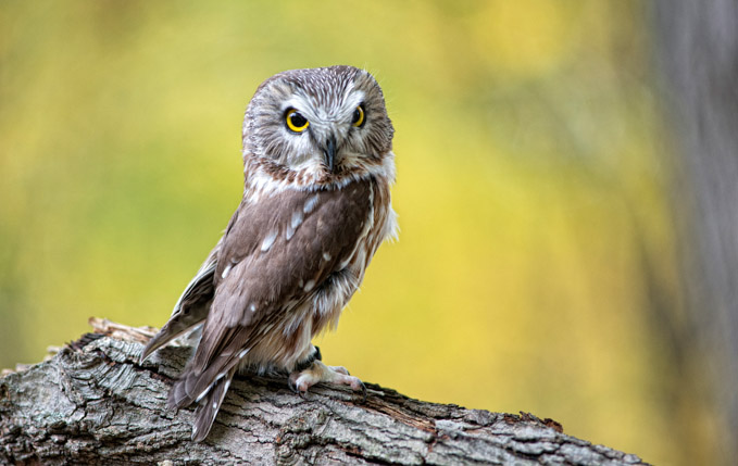 44-c-pam-davis-A-Owl-Eye-Care