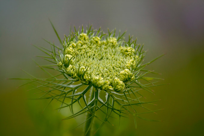 54-Jackie-Flowers-B-Budding-Lace