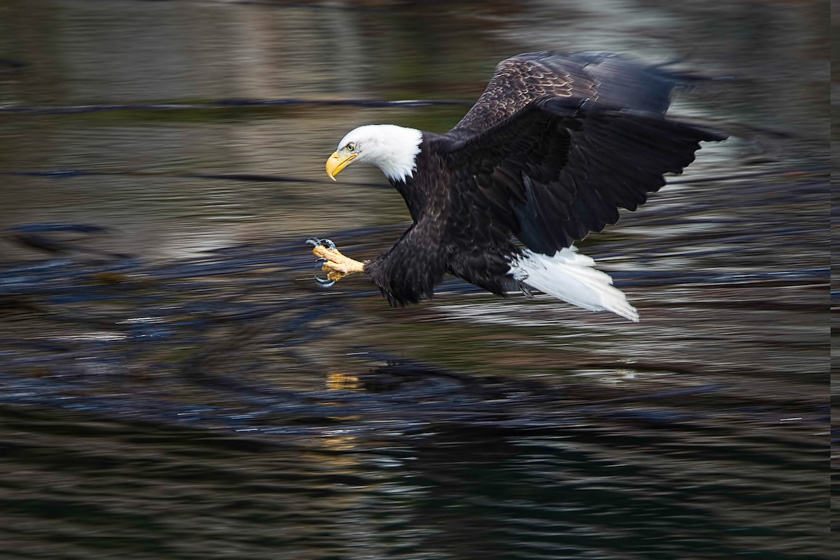 04-mike-cullivan-A-Panning-'action-vs-motion'