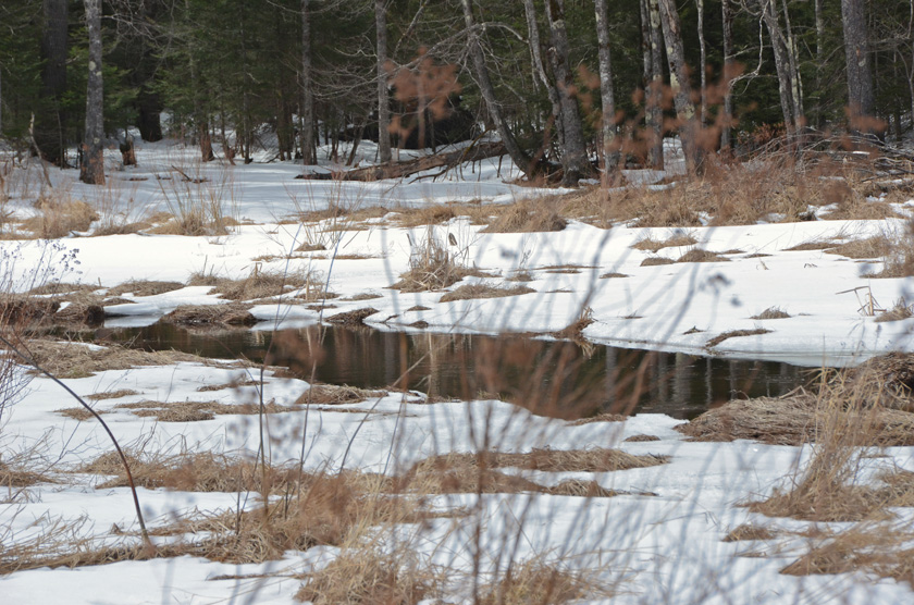 14-WalterBuczacz-B-Stackpole-Creek2