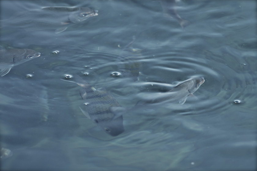 24-Francesa-galluccio-Steele-B-Circling-Fish