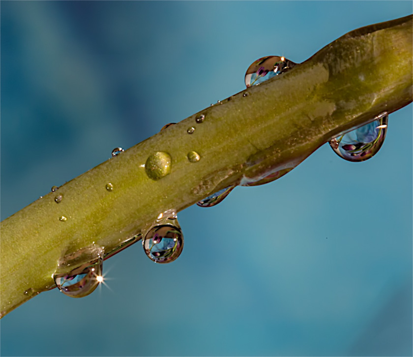 53-Linda_Cullivan_A_tulip-drops-