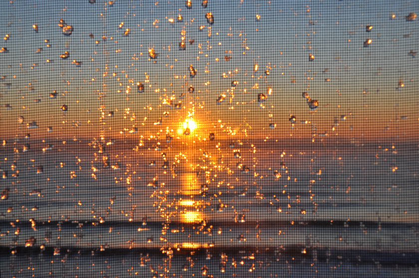 56-C-Vinny-Nigl-B-Morning-Dew