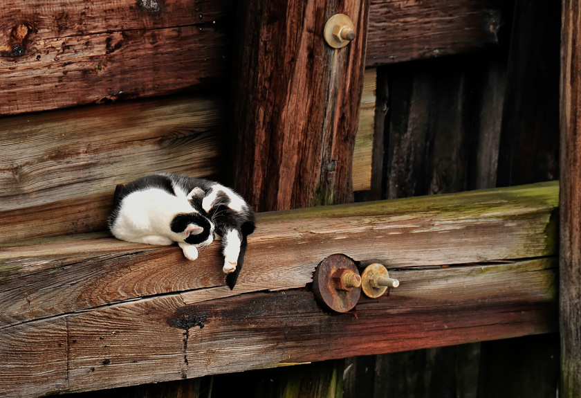 04-RonAuthier-A-WharfCat