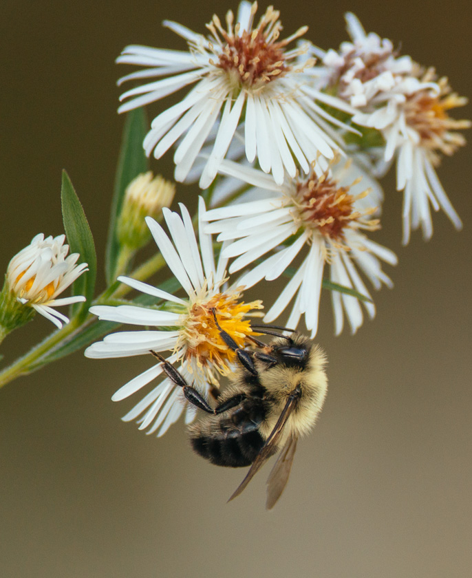 17-Cempa-A-BeeOnAster