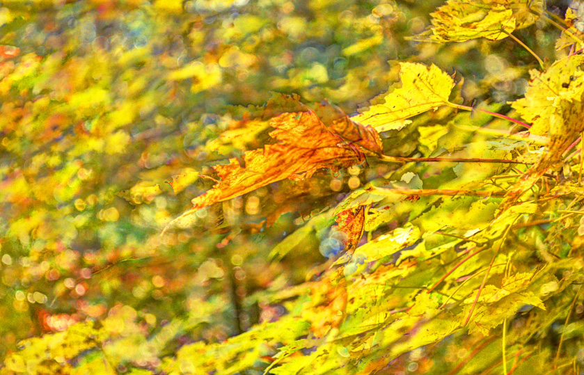 23-AlanLukas-B-Isolated_Leaf